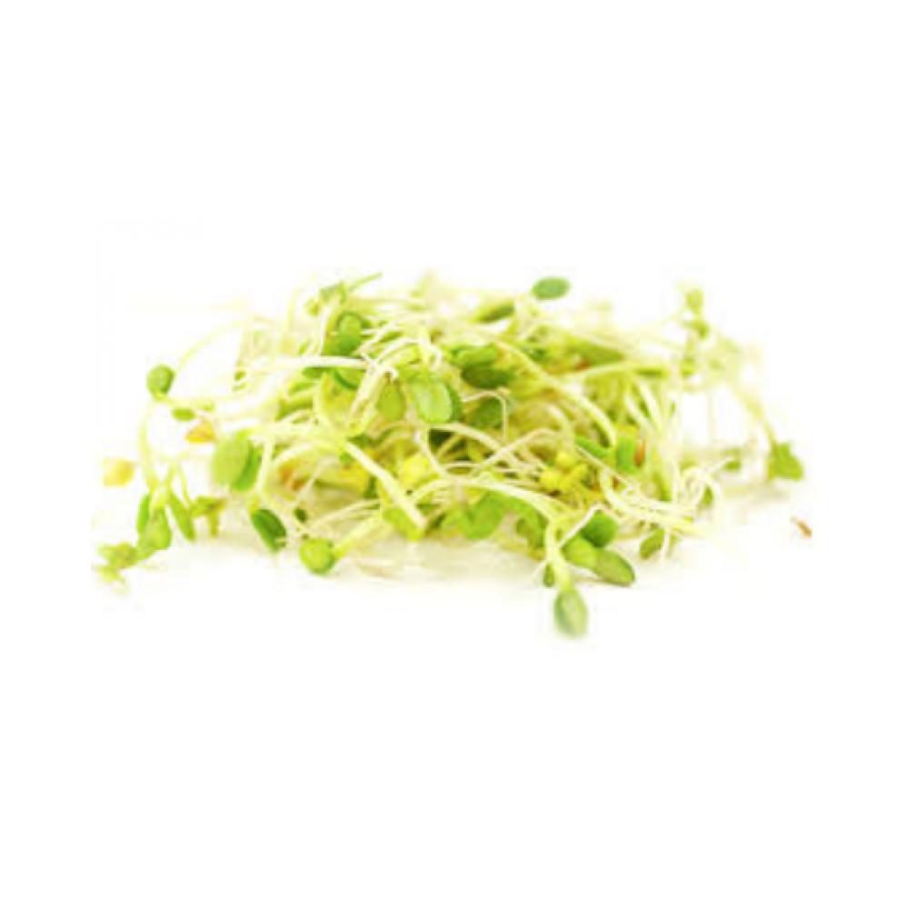 Sprout clover 8oz pack