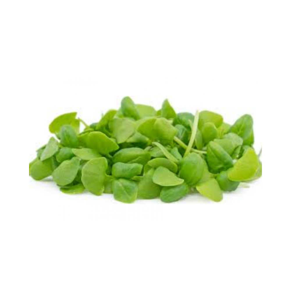 Micro basil 8oz pack