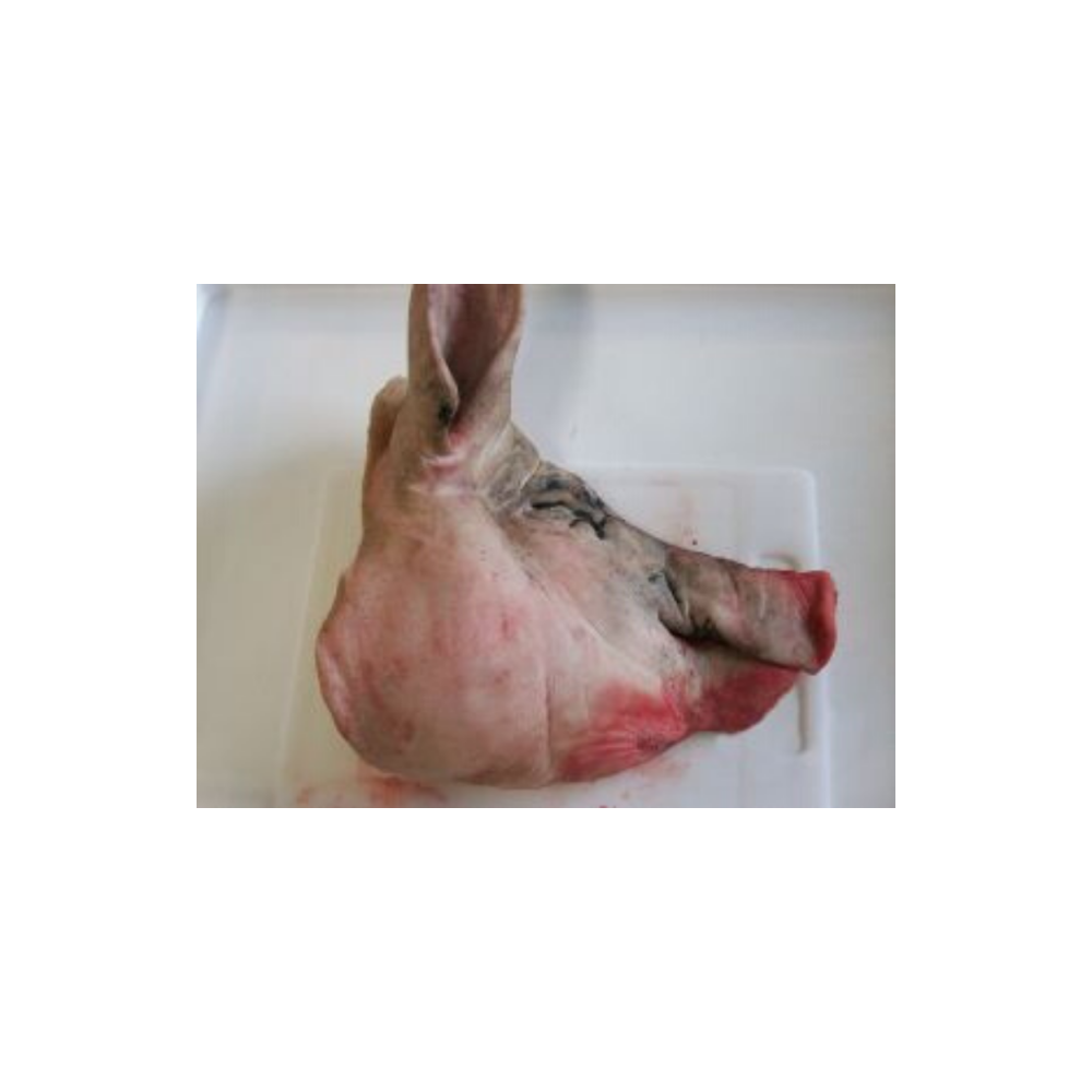 Pig Head (each)