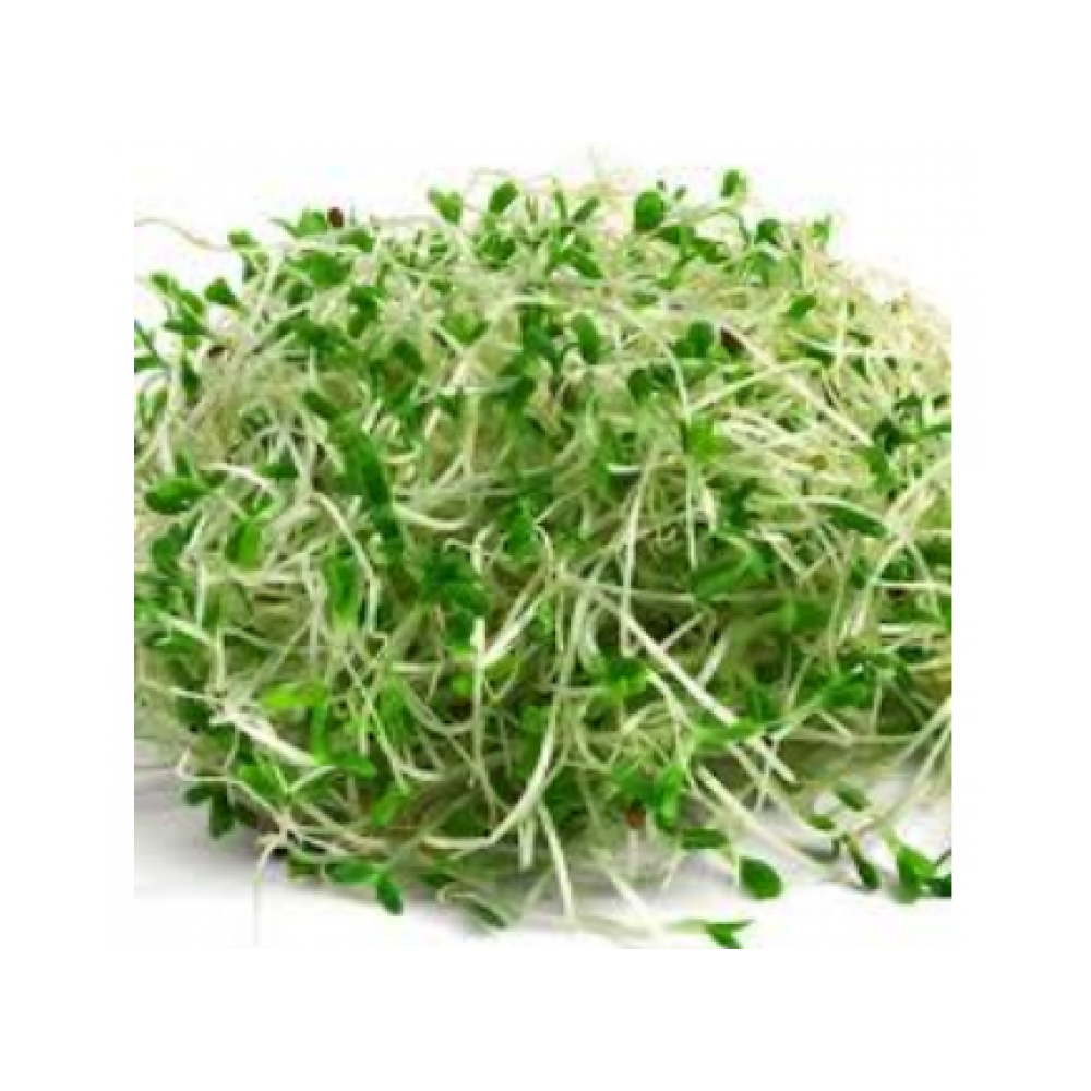 Sprout alfalfa 4oz pack